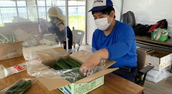 日本の野菜包装業界：高給とキャリアアップのチャンス